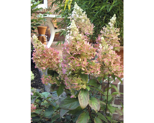 Rispenhortensie im Garten