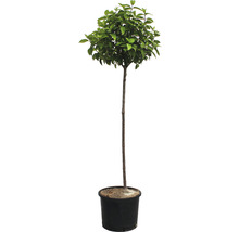 Arbre boule en pot