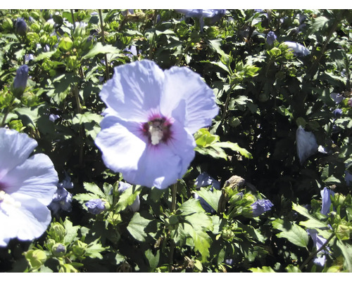 Fleur d''hibiscus arbustif dans le jardin