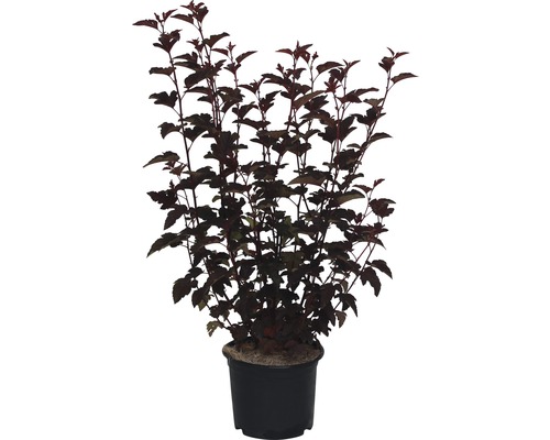 Physocarpe FloraSelf Lady in Red®, 60-80 cm
