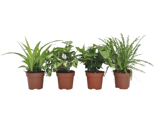 Plantes vertes FloraSelf H 20-50 cm pot de 12 cm de Ø assorties