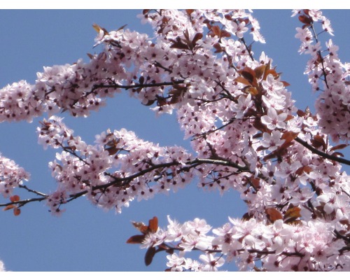 Blühender Baum mit Blüten vor blauem Himmel
