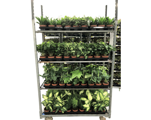 Chariot à plantes avec différentes plantes d''intérieur en pots