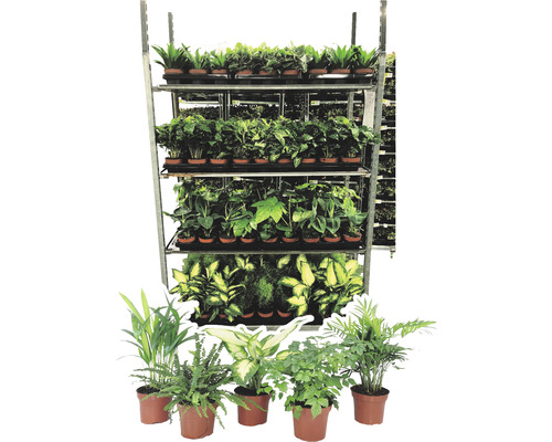 Diverses plantes d''intérieur sur une étagère