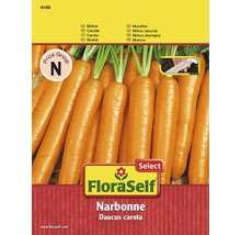 Ruban de graines de carottes 'Narbonne'
