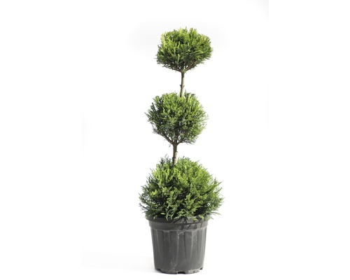 Gelbe Leyland-Zypresse 3 Kugel FloraSelf Cupressocyparis leylandii 'Castlewellan Gold' H 60-80 cm Co 10 L