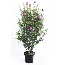 Garteneibisch FloraSelf Hibiscus syriacus