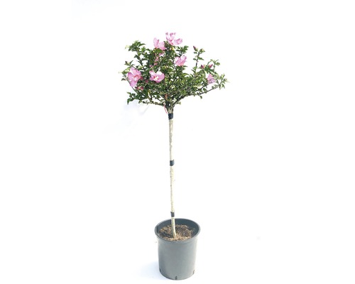 Hibiscus syriacus arbuste FloraSelf H 80-100 cm Co 15 l