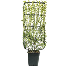 Troène poussant en pot sur treillis