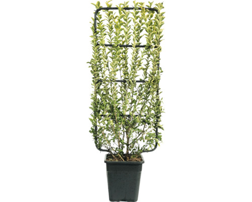 Troène poussant en pot sur treillis