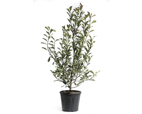 Glanzmispel 'Pink Marble' FloraSelf Photinia fraseri 'Pink Marble' H 125-150 cm Co 15 L