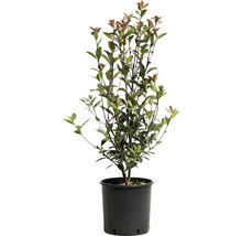 Photinia Red Robin im Topf