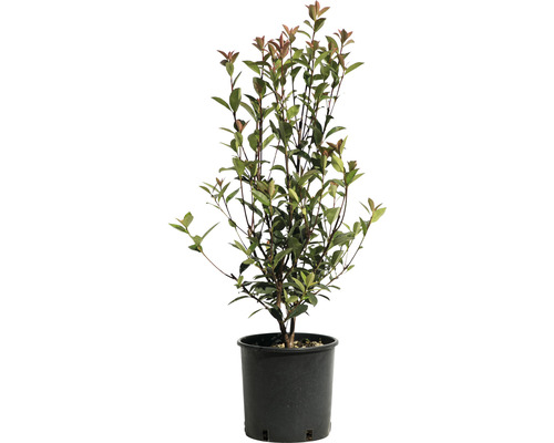 Photinia Red Robin im Topf