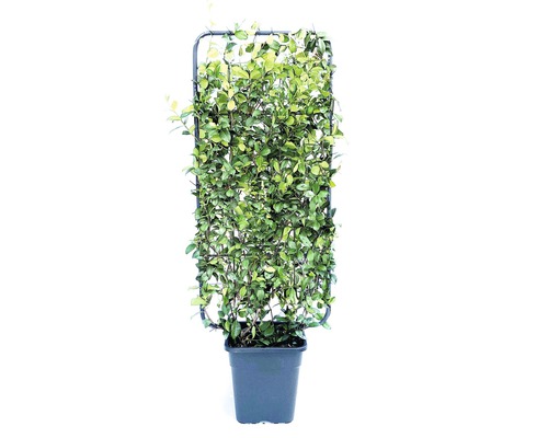 Jasmin étoilé espalier FloraSelf Trachelospermum jasminoides H 100-110 cm l 50 cm Co 18 l