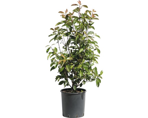 Glanzmispel FloraSelf Photinia fraseri 'Red Robin' 80-100cm Co 10L