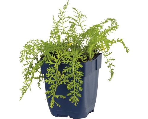 Pavot de Californie dans un pot bleu