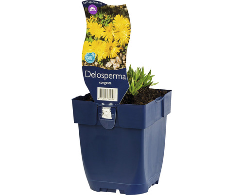 Mittagsblume FloraSelf Delosperma congesta 'Golden Nugget' H 5-10 cm Co 0,5 L Delosperma congesta Pflanze im Topf