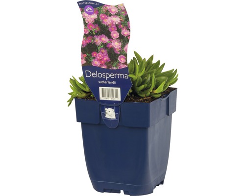 Pourpier de Sutherland FloraSelf Delospermum sutherlandii h 5-15 cm Co 0,5 l Plante de Delosperma sutherlandii en pot