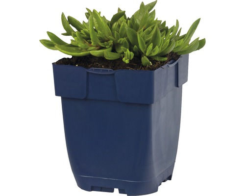 Plante ficoïde à feuilles en coin dans un pot