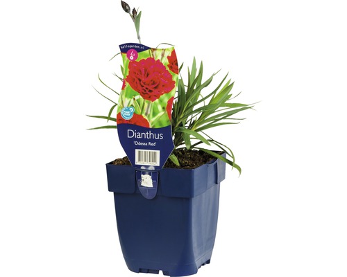 Gartennelke FloraSelf Dianthus caryophyllus 'Odessa Red' H 5-20 cm Co 0,5 L Dianthus ''Odessa Red'' Pflanze im Topf