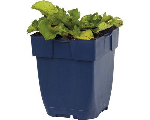 Pot de fleurs bleu avec salades