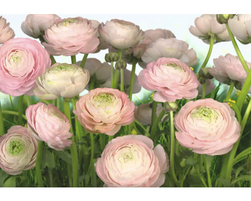 Papier peint panoramique papier 8-894 VOL 15 Gentle rose 8 pces 368 x 254 cm Gros plan sur des renoncules d''Asie avec plusieurs fleurs