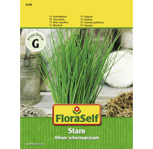 FloraSelf Ciboulette Staro Allium schoenoprasum