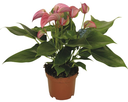 Flamingoblume/ Anthurie rosa FloraSelf Anthurium andreanum H 30-35 cm Ø 12 cm Topf