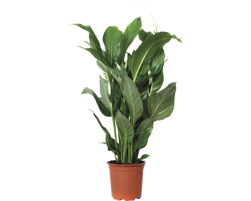 Scheidenblatt 'Sweet Silvio' FloraSelf® 70-80 cm