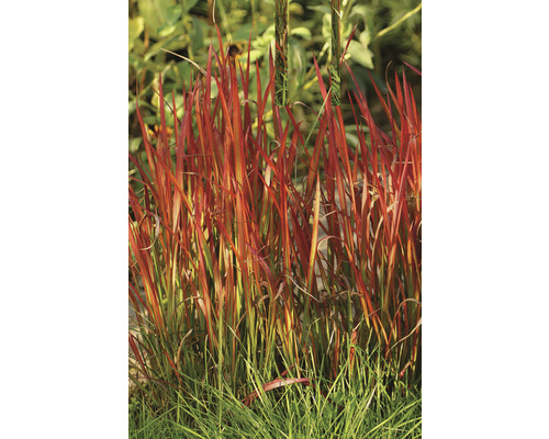 Impérate cylindrique FloraSelf Imperata cylindrica var.koenig 'Red Baron' h 10-40 cm Co 3 l