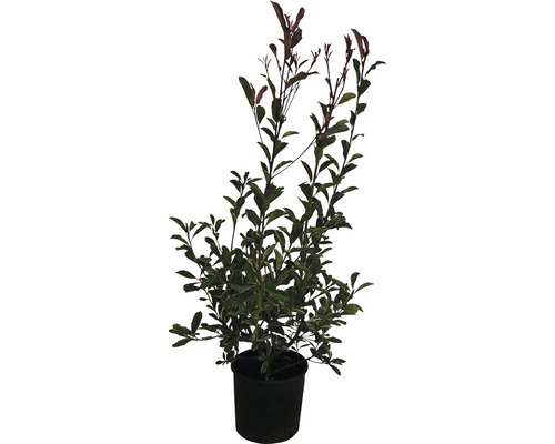 Photinia en pot