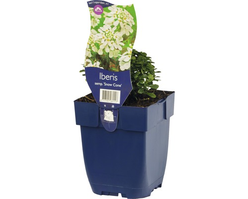 Iberis sempervirens ''Snow Cone'' en pot