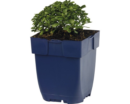 Arbuste cultivé en pot