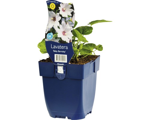 Bechermalve FloraSelf Lavatera-Cultivars 'Baby Barnsley' H 5-40 cm Co 0,5 L Lavatera Baby Barnsley im Topf