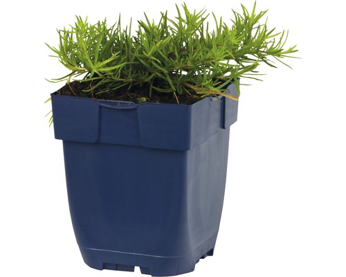 Plante en pot