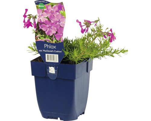 Phlox sub McDaniel''s Cushion en pot