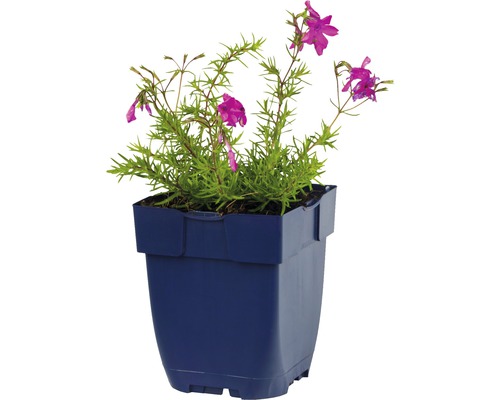 Pied d''alouette double en pot