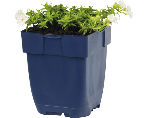 Pot de fleurs bleu avec des plantes vertes et des fleurs blanches