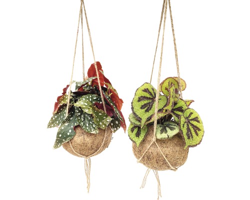 Ensemble de suspensions Kokodama FloraSelf mélange de bégonias H 30-35 cm pot Ø 17 cm