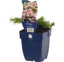 Teppich FloraSelf Phlox Phlox subulata 'Rosette' H 10-15 cm Co 0,5 L