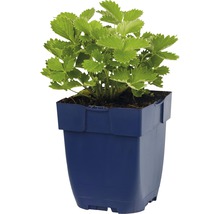 Plant de fraisier dans un pot bleu