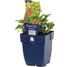 Potentille rouge sang dans un pot bleu