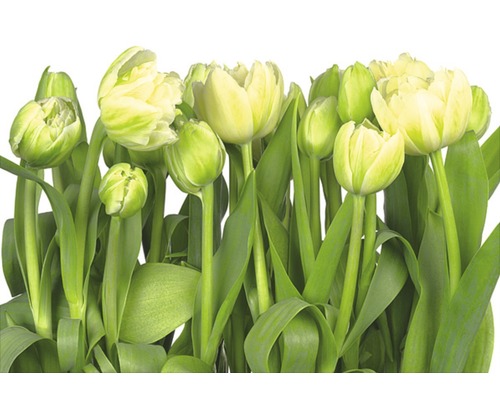 Papier peint panoramique papier 8-900 VOL 15 Tulips 8 pces 368 x 254 cm