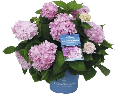 Hortensia Endless Summer® rose Hydrangea macrophylla h 20-35 cm Co 5 l hortensia boule à floraison fréquente