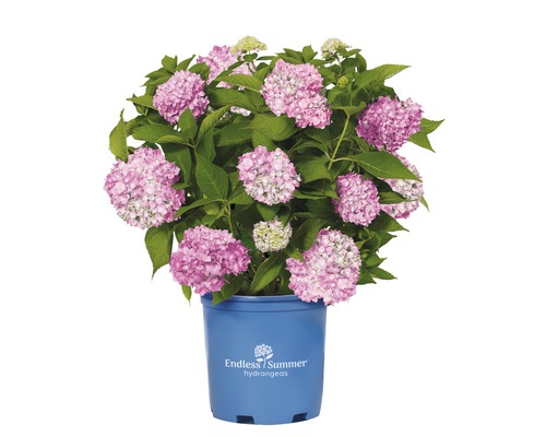 Hortensia Endless Summer en pot avec des fleurs roses