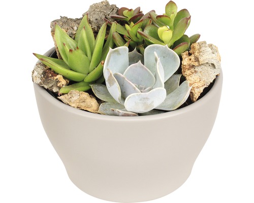 Arrangement Sukkulente FloraSelf H 11-16 cm Ø 15 cm Topf steingrau