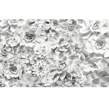 Gros plan de plantes succulentes formant une surface dense