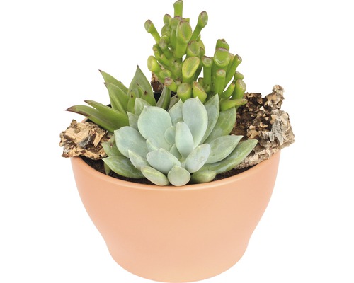 Arrangement de plantes succulentes FloraSelf H 11-16 cm pot couleur terre cuite Ø 15 cm