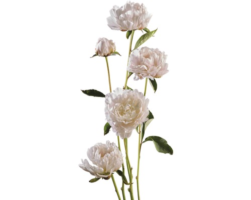 Pivoine FloraSelf Paeonia lacitfolia Co 3,5 l blanc