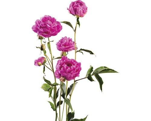 Pivoine FloraSelf Paeonia lacitfolia Co 3,5 l rose foncé